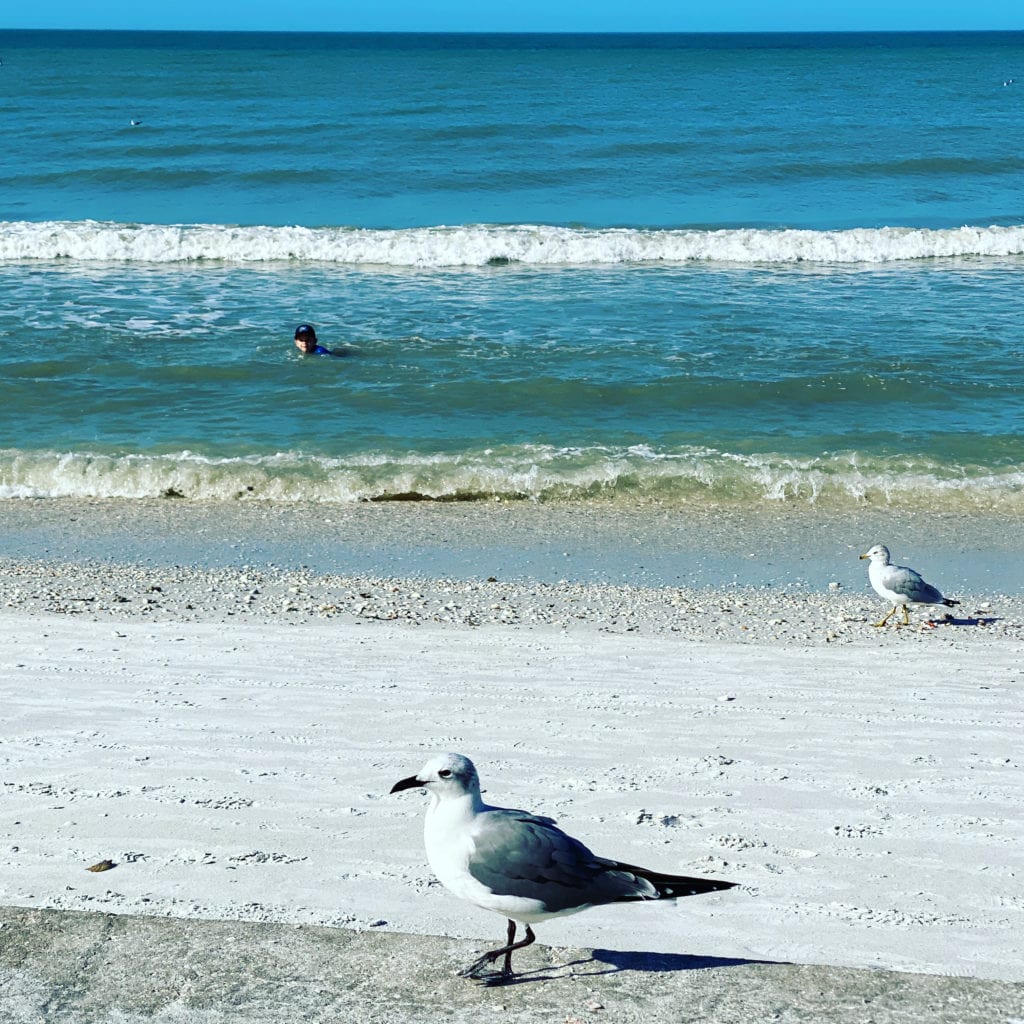 Beach wildlife near St. Pete Beach at Pass-A-Grille – heron in natural habitat