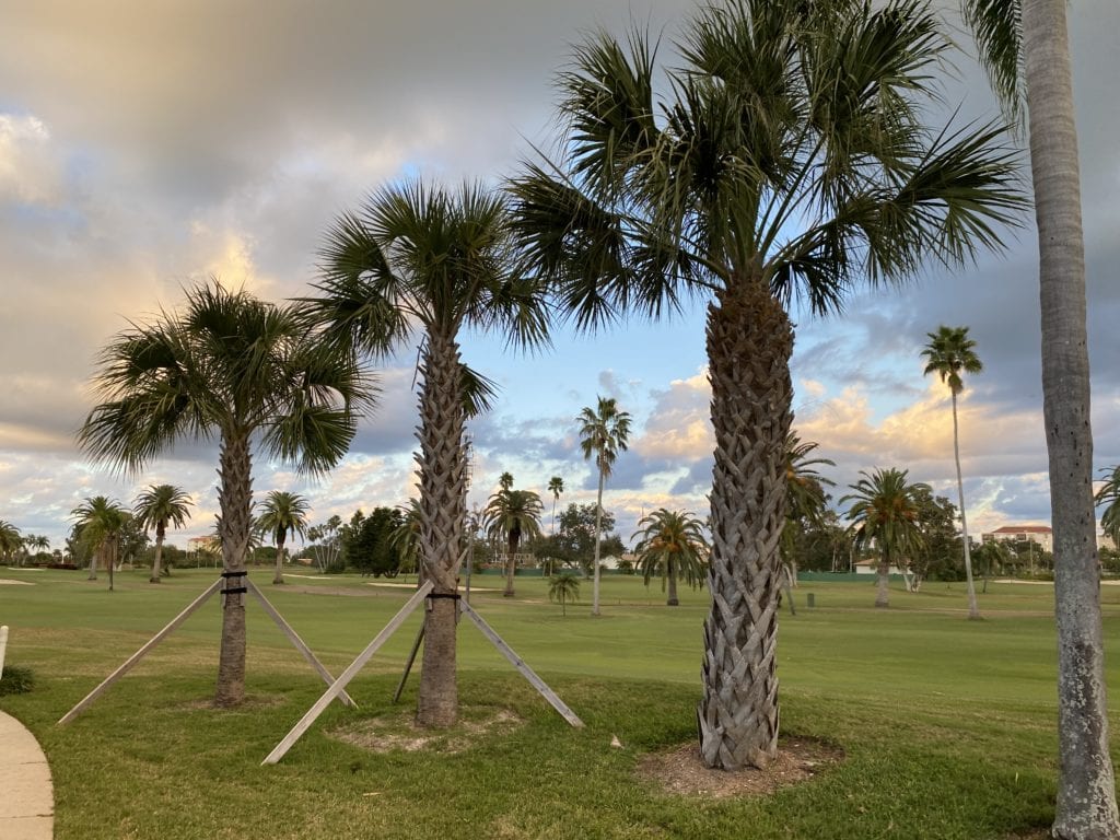 Green grounds at Vista Verde East on Isla del Sol, St. Pete Beach FL