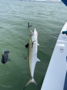 mackerel fish