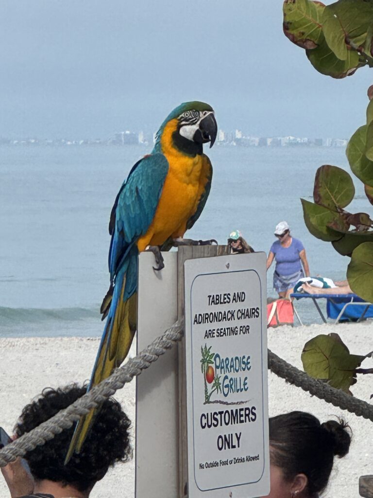 Colorful blue and yellow macaw parrot at a St. Pete Beach vendor on Isla del Sol