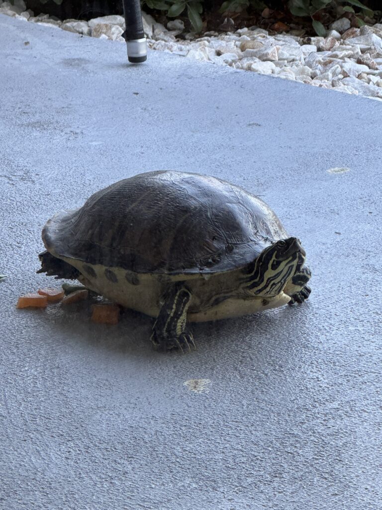 Sea turtle on St. Pete Beach near Isla del Sol, Florida